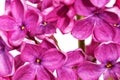 Beautiful Bunch of Lilac close-up