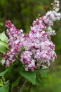 Beautiful bunch of lilac closeup. Syringa vulgaris `Krasavitsa Moskvy`