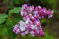 Beautiful bunch of lilac closeup. Syringa vulgaris `Krasavitsa Moskvy`