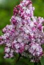 Beautiful bunch of lilac closeup. Syringa vulgaris `Krasavitsa Moskvy`