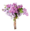 Beautiful Bunch of Lilac