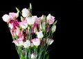 Beautiful bunch of lisianthus flowers