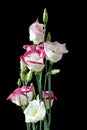Beautiful bunch of lisianthus flowers on black Royalty Free Stock Photo