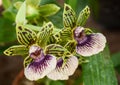 A Beautiful Bunch of Orchids