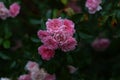 Beautiful bunch of the pink garden roses on the branch. Close up. Blurry background Royalty Free Stock Photo