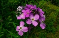 Purple wildflowers in high detail