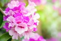 Beautiful bunch of purple flower soft focus background for spring Royalty Free Stock Photo