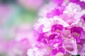 Beautiful bunch of purple flower soft focus background for spring