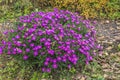 Beautiful bunch of purple Michaelmas daisies flowers Royalty Free Stock Photo