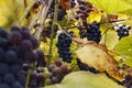 Beautiful bunch of purple ripening grapes hanging from a vine close-up. Vineyards in the autumn harvest Royalty Free Stock Photo