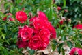Beautiful bunch of red wild rose flower in a spring season at a botanical garden. Royalty Free Stock Photo