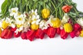 Beautiful bunch of red, yellow tulips and white daffodils Royalty Free Stock Photo