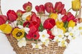 Beautiful bunch of red and yellow tulips, white daffodils in wicker basket Royalty Free Stock Photo