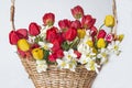 Beautiful bunch of red, yellow tulips and white daffodils in wicker basket Royalty Free Stock Photo