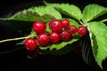 Beautiful bunch of ripe red currants with leaves on a black background. Harvest of ripe summer berries. Closeup Royalty Free Stock Photo