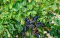 Beautiful bunch of ripe red wine grapes on a vine on green leaves Royalty Free Stock Photo