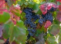 Beautiful bunch of ripe red wine grapes on a vine on red and green leaves Royalty Free Stock Photo