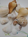 A bunch of shells Royalty Free Stock Photo