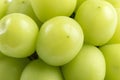 Beautiful a bunch of Shine Muscat green grape isolated on white background Royalty Free Stock Photo