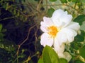 Beautiful bunch of small white rose flowers blooming in plant growing in nursery farm, nature photography, plantation background Royalty Free Stock Photo