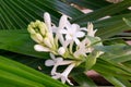 Beautiful bunch of tuberose flower and buds covered with green leaves bac