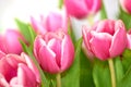 Beautiful bunch of tulips isolated against a white background. A bouquet of flowers inside a room. Botanical pink spring Royalty Free Stock Photo