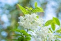 Beautiful bunch of white Wrightia religiosa Benth flower Royalty Free Stock Photo