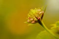 Flower bud, natural, nature, macro photographs Royalty Free Stock Photo