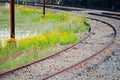 Beautiful bunch of yellow daisy wildflowers near the railway track. Royalty Free Stock Photo