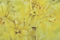 Beautiful bunch of yellow Kelvin Floodlight Dahlia flowers in full bloom