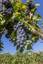 Beautiful bunches of black grapes taken from below against the blue sky of a sunny day Royalty Free Stock Photo