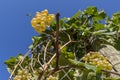 Beautiful bunches of white grapes taken from below against the blue sky of a sunny day