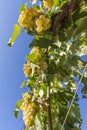 Beautiful bunches of white grapes taken from below against the blue sky of a sunny day