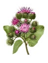 Beautiful burdock plant with flowers and green leaves isolated on white background. Herbal Medicine Royalty Free Stock Photo
