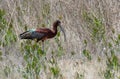 Beautiful burgundy colored bird walking in a marsh Royalty Free Stock Photo