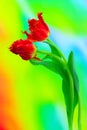 Beautiful burgundy lace fringed tulips against colorful background Royalty Free Stock Photo