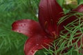 Beautiful burgundy lily after rain with water droplets Royalty Free Stock Photo