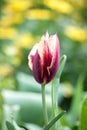 Beautiful burgundy tulip