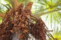 The Beautiful Buriti Tree full of fruits.