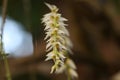 Beautiful burmese Bulbophyllum auricomum Lindl orchid