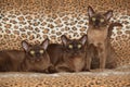 Beautiful Burmese cats in front of nice blanket