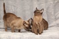 Beautiful Burmese cats in front of silver blanket