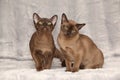 Beautiful Burmese cats in front of silver blanket