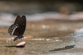 A beautiful Burmese Raven butterfly in the nature background.Papilio mahadeva butterfly.