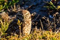 Burrowing Owl Cape Coral Florida