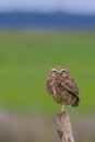 Beautiful Burrowing Owl with yellow eyes, Athene Cunicularia, standing on a pole, Uruguay, South America Royalty Free Stock Photo