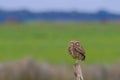 Beautiful Burrowing Owl with yellow eyes, Athene Cunicularia, standing on a pole, Uruguay, South America Royalty Free Stock Photo