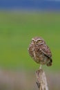 Beautiful Burrowing Owl with yellow eyes, Athene Cunicularia, standing on a pole, Uruguay, South America Royalty Free Stock Photo