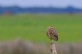 Beautiful Burrowing Owl with yellow eyes, Athene Cunicularia, standing on a pole, Uruguay, South America Royalty Free Stock Photo