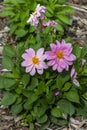 Beautiful Bush of annual Dahlia